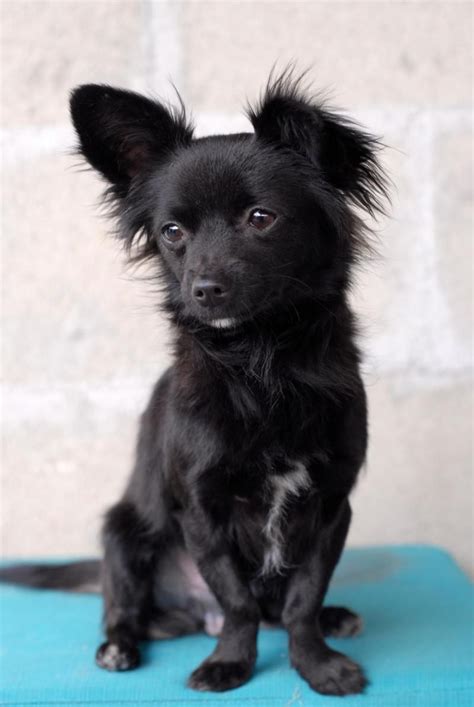 Adopt Angelo on Petfinder | Black chihuahua, Papillon dog, Chihuahua mix