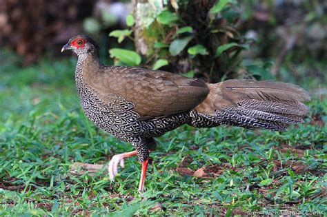 Female Pheasant Information : Their Appearance, Sounds, And Ability