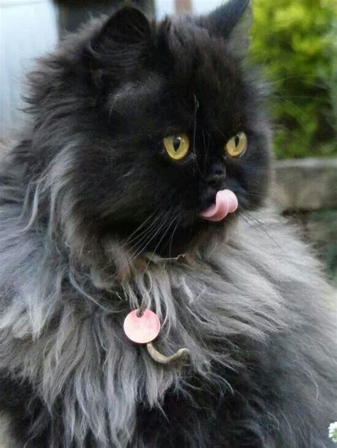 Smokey black Persian | Beautiful cats, Cute cats, Pretty cats