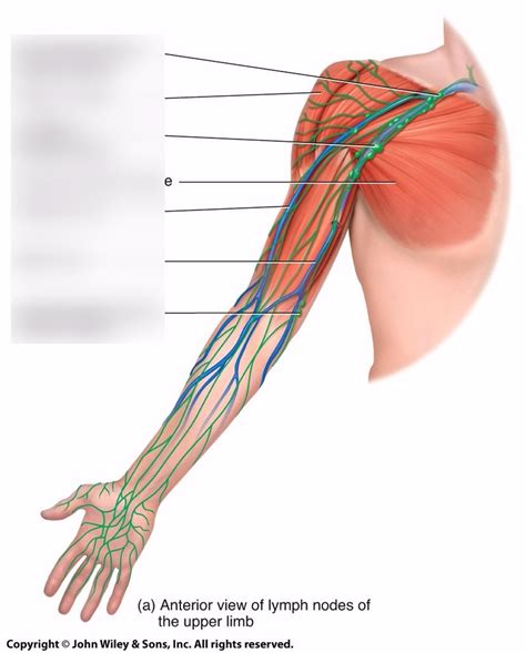 arm lymph nodes Diagram | Quizlet