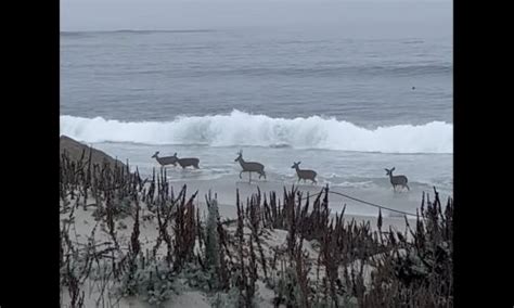 Rare footage shows deer playing in the surf near Pebble Beach | Flipboard