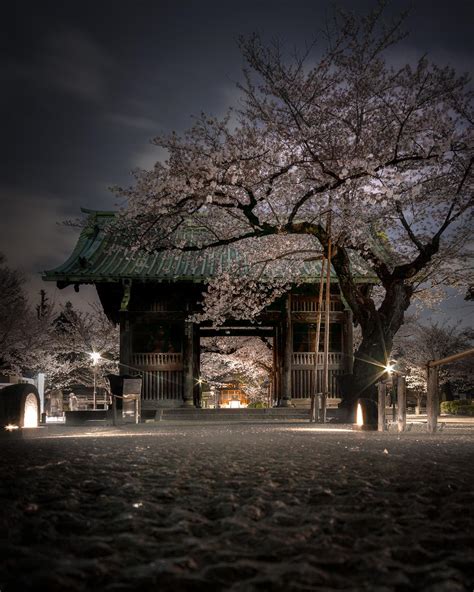 Night Cherry Blossom, Tokyo Japan : r/pics