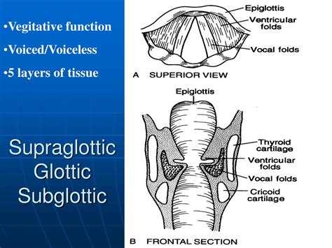 PPT - Supraglottic Glottic Subglottic PowerPoint Presentation, free ...