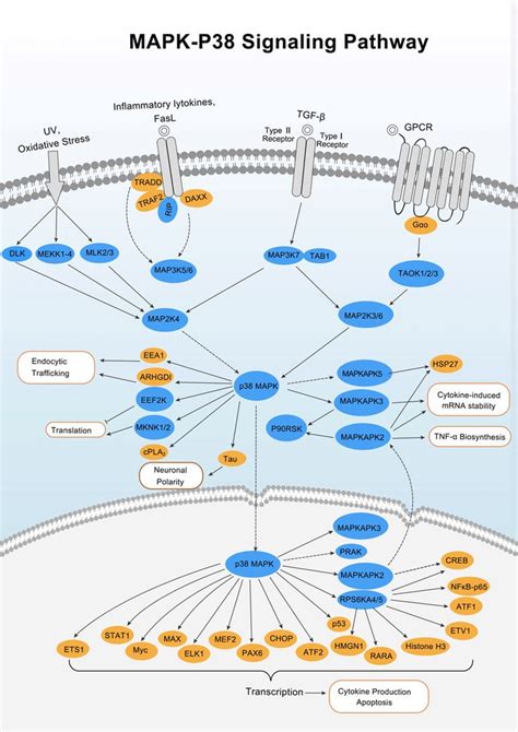 Pin on Signaling Pathway