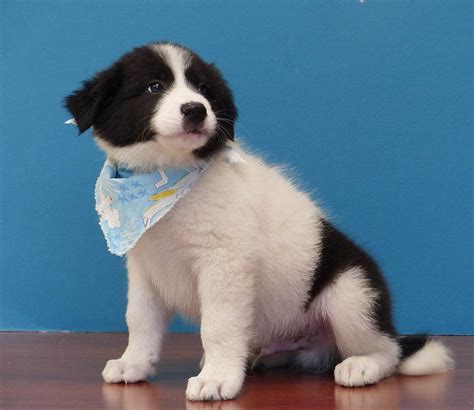 Poncho the Great Pyrenees, Border Collie Mix - DogPerDay