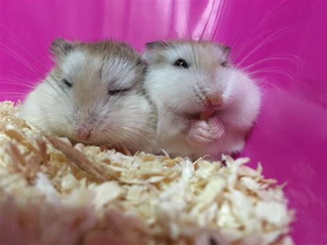 Cute roborovski | Cute hamsters, Cute animals, Cute little animals