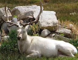 Albino elk! | Hunting