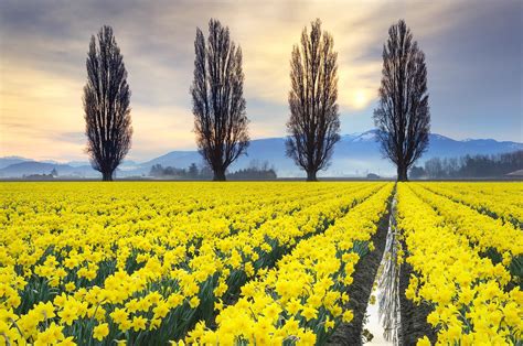 Skagit Valley Daffodil Fields, Washington - Alan Crowe Photography