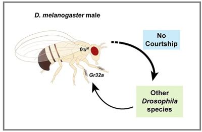 Researchers Discover How Fruit Flies Know to Mate with Their Own ...