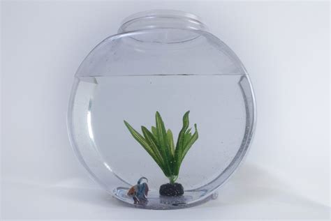 Can Guppies Live In A Bowl? (Yes, but it's a bad idea...) - Aquarium ...