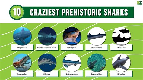 Prehistoric Sharks List