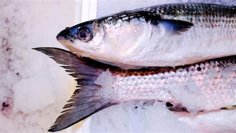 Grey Mullet Recipes in 2020 | Mullet recipe, Mullet fish, Mullets