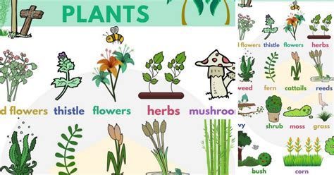 Plant Names: List of Common Types of Plants and Trees • 7ESL