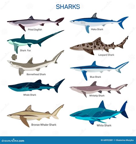 Shark Fish Vector Set in Flat Style Design. Different Kind of Sharks ...