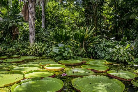 11 Amazing Facts about the Amazon Rainforest - LiveMinty