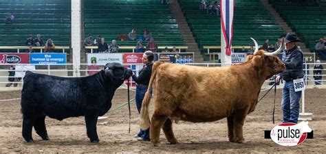 National Western Stock Show | National Highland Show – Cow/Calf Pairs ...