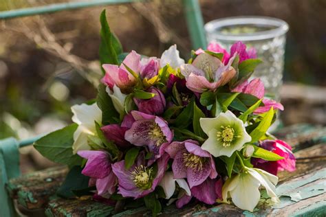 Lenten rose: varieties, location & care - Plantura