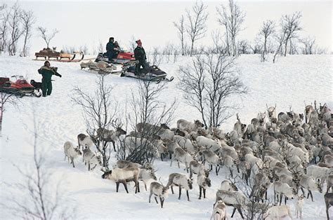 Reindeer | Habitat, Diet, Antlers, & Facts | Britannica