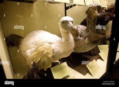 Dodo in the Natural History Museum Tring , Buckinghamshire , uk Stock Photo - Alamy