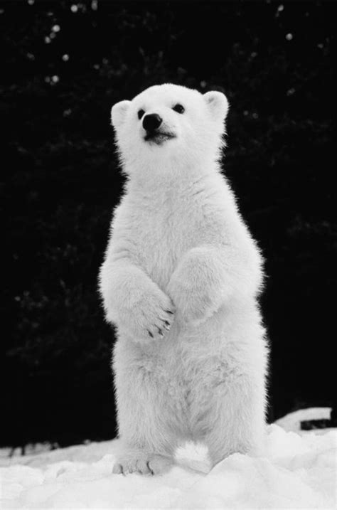 Oso hermoso 😍 | Cute animals, Cute baby animals, Baby polar bears