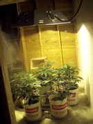 moms first grow - Cannabis Cultivation - Growery Message Board