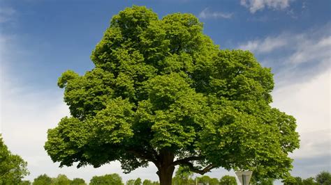 Chinese Chestnut Tree - Forestry.com