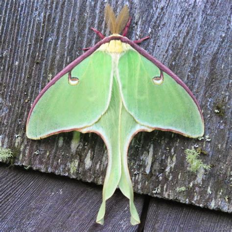 Maynard Life Outdoors and Hidden History of Maynard: Luna Moth: Photos, Symbolism and a Poem