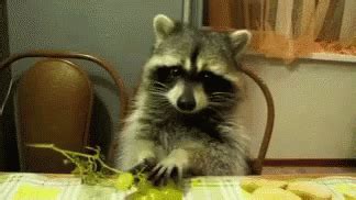 Grapes Raccoon GIF - Grapes Raccoon Eat - Discover & Share GIFs