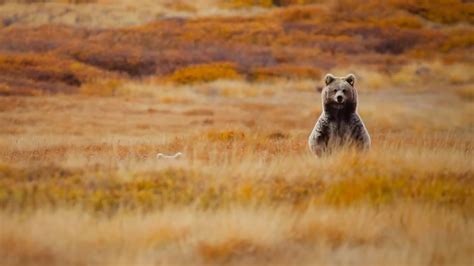 Deosai - Wilderness in Peril | United Nations Development Programme