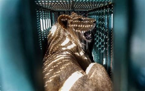 Gaza reopens zoo despite horrifying conditions for animals | The Times of Israel