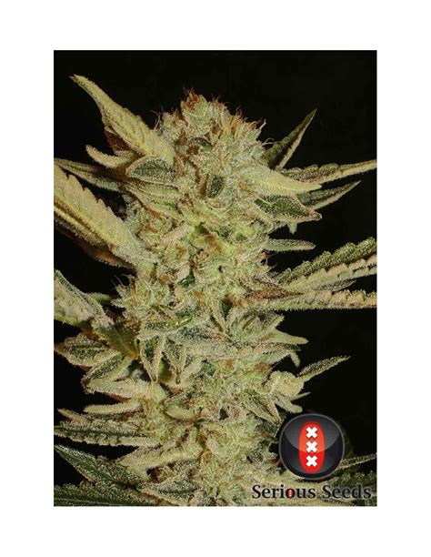 Bubble Gum (Serious Seeds) Regular Cannabis Seeds | On Sale!