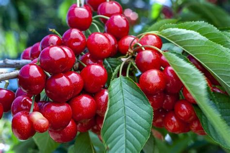 Bing Cherries - Food Gardening Network