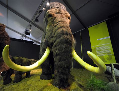 Scientists Want to Create Elephant-mammoth Hybrid to Save Humanity From ...