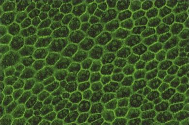 Cell Biology of the Retinal Pigment Epithelium | Ento Key