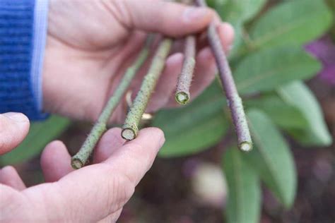 Take Rose Cuttings (In Pictures) - gardenersworld.com