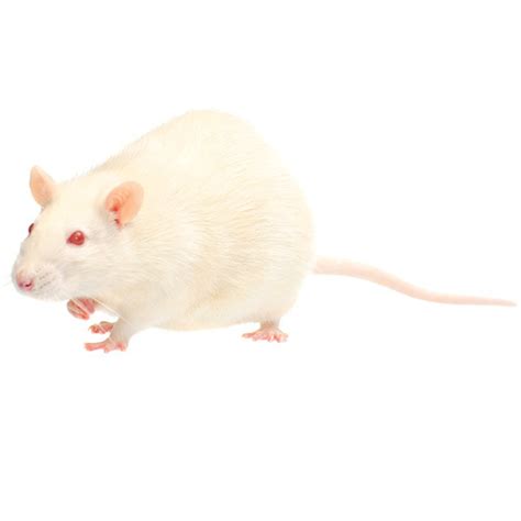 Frozen Rats for sale | Silkworm Shop South Africa | Rats and Mice