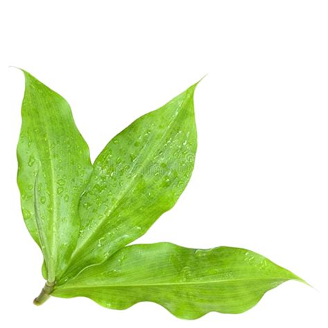 Insulin Plant Leaves (Pack of 10) - Fernbasket