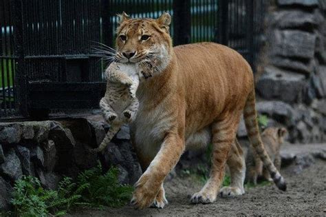 Liliger cubs born at Russian zoo - UPI.com