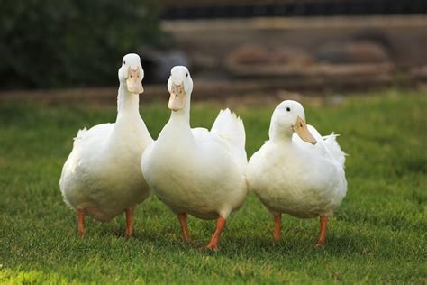 9 Things To Know Before Keeping Ducks As Pets | Chickens And More