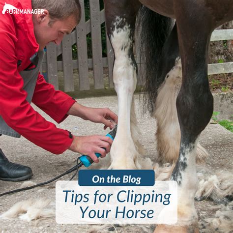 Tips for Clipping Your Horse - BarnManager