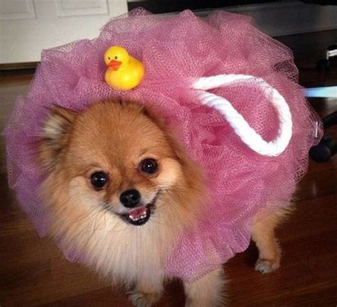 Pomeranian Puppies In Halloween Costumes - Pets Lovers