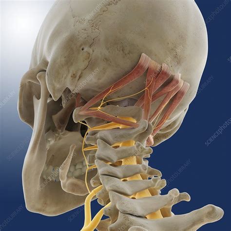 Suboccipital muscles and nerve, artwork - Stock Image - C014/5097 - Science Photo Library ...