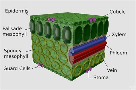 Plant Leaves and Leaf Anatomy