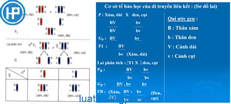 Khái quát về di truyền liên kết là hiện tượng trong sinh học