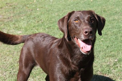 Chocolate Labrador Retriever | Chocolate labrador retriever, Dogs ...