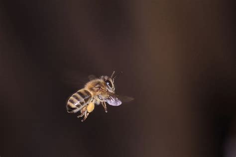 Honey bee carrying pollen | A honey bee in flight, carrying … | Flickr