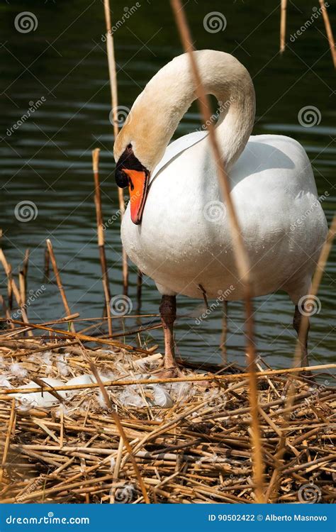 White Swan in the Nest with Eggs Stock Photo - Image of orange, flora ...