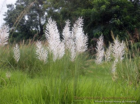 Medicinal Plants: Saccharum spontaneum kaas kaki cheruku Talahib Lach