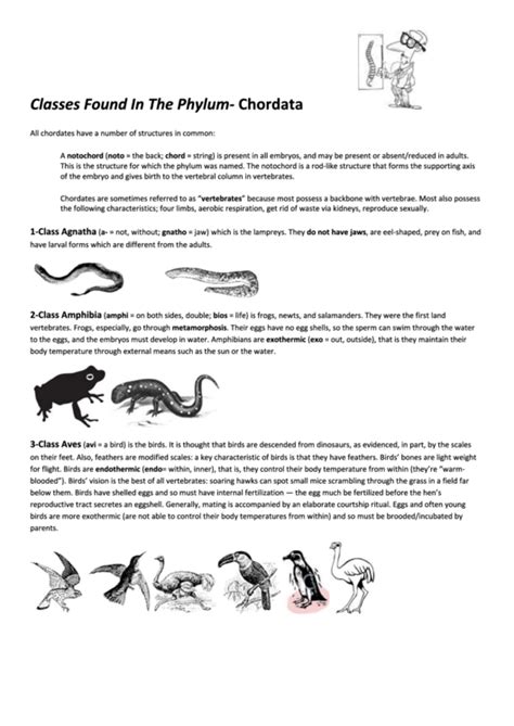 Phylum Chordata Worksheet (Biology) printable pdf download