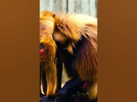 Close up of baboons mating - YouTube